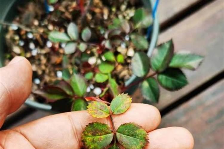 月季发芽后可以施肥吗