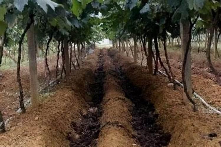 栀子花为什么叶子发黄