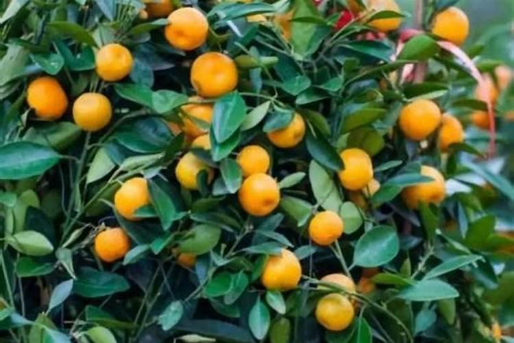 白茶施什么肥最好？