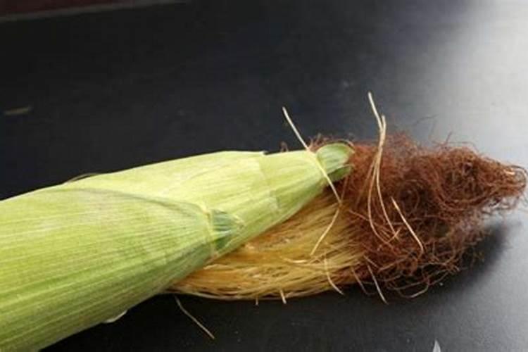 煮玉米水能浇花吗