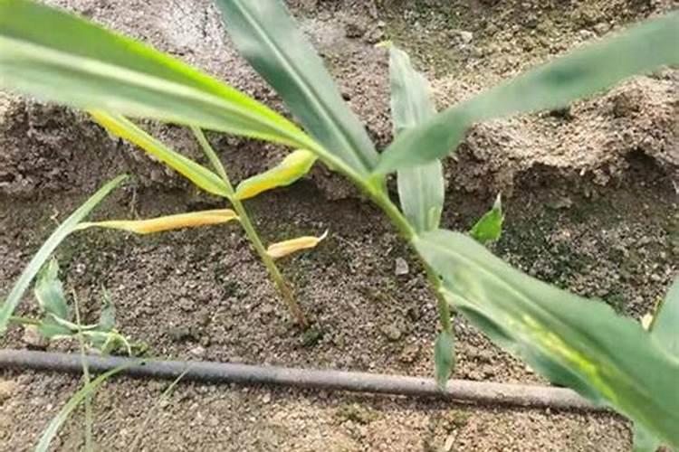 开源是哪个省的城市