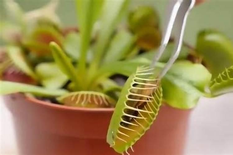 新手养捕蝇草注意什么