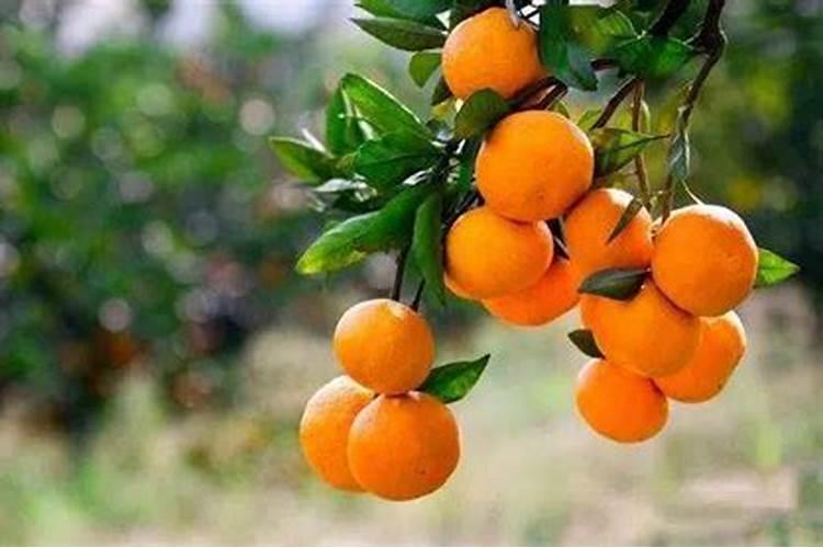 耙耙柑什么时候用纯钾肥