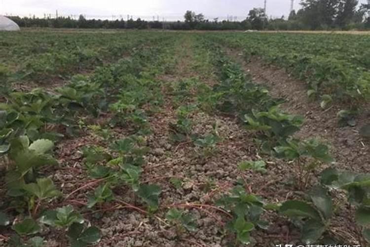 烟台嘉特肥料是杂牌吗