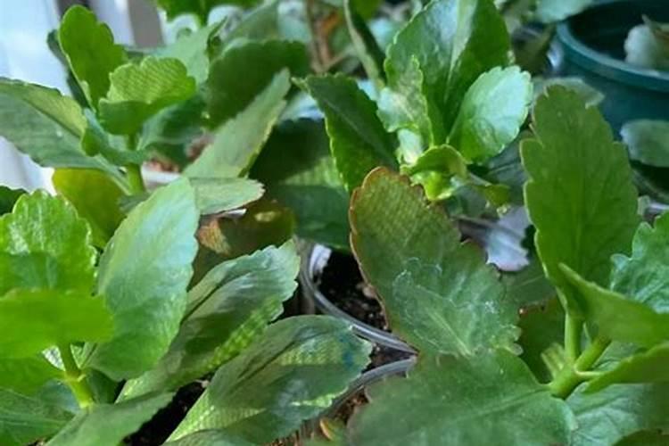 德胜到金城江有多少公里