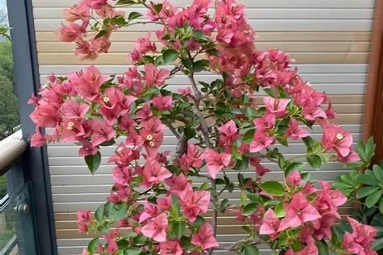 三角梅春天怎么施肥