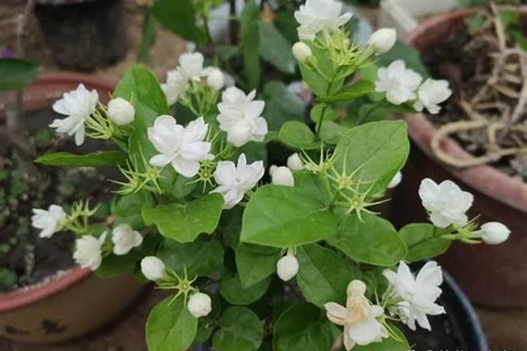 茉莉花叶子枯萎怎么回事