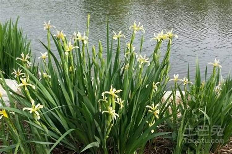 菖蒲的种植方法