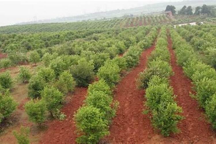 高产油茶的种植方法