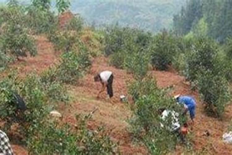 油茶怎么种植 油茶高产栽培技术与步骤