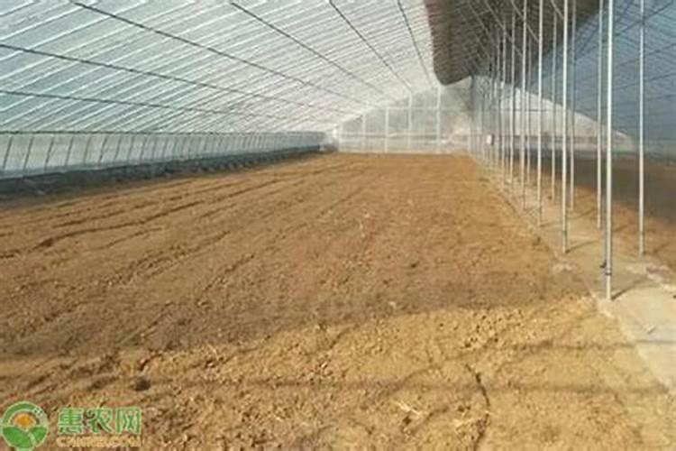 黄瓜膨果期用什么叶面肥效果好？黄瓜座果期需要用哪种肥料？