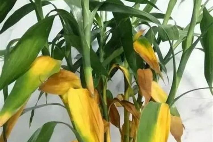 富贵竹施什么肥好