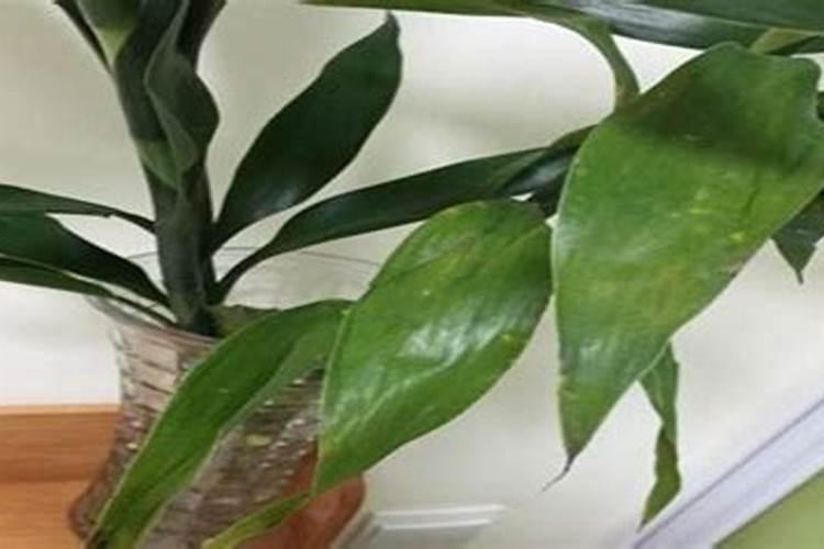 富贵竹杆子发黄怎么办