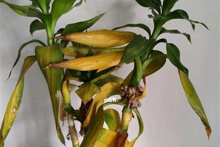 富贵竹要加什么肥料才不会叶子发黄？