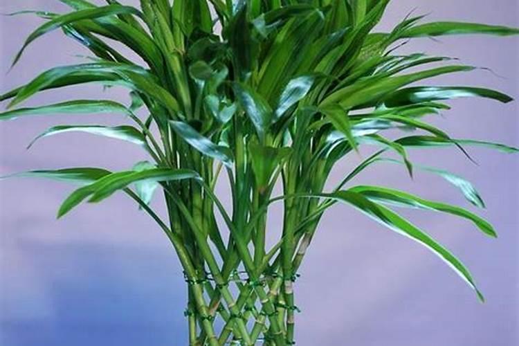 富贵竹叶子发黄怎么办