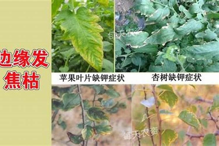 叶子发黄是缺什么肥料