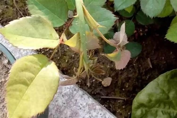 刚种的花叶子好像有点变黄,是缺肥,还是病了？