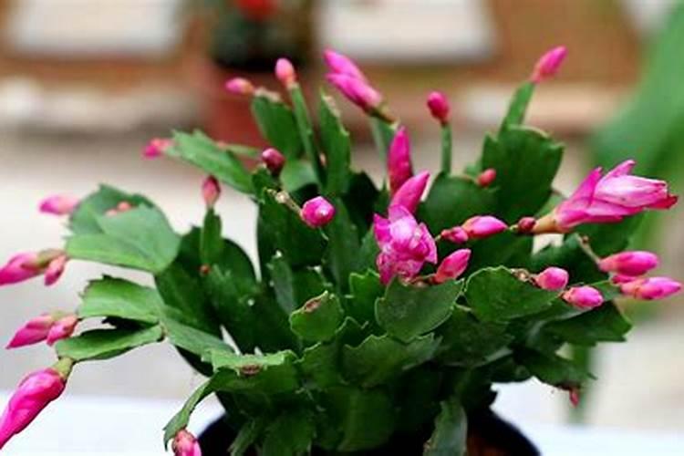 农家肥和化肥的区别