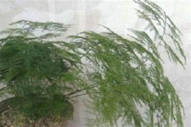 文竹夏天能施肥吗