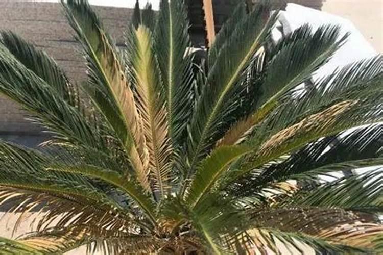 梧桐村老人协会梧桐简介