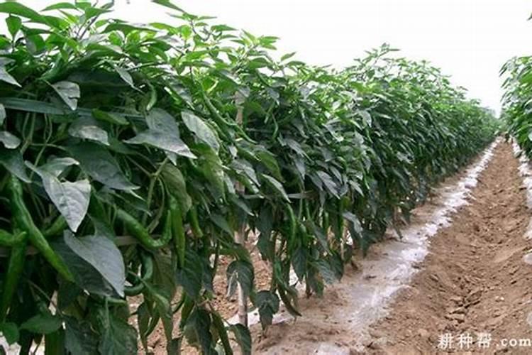 辣椒多长时间下肥料一次