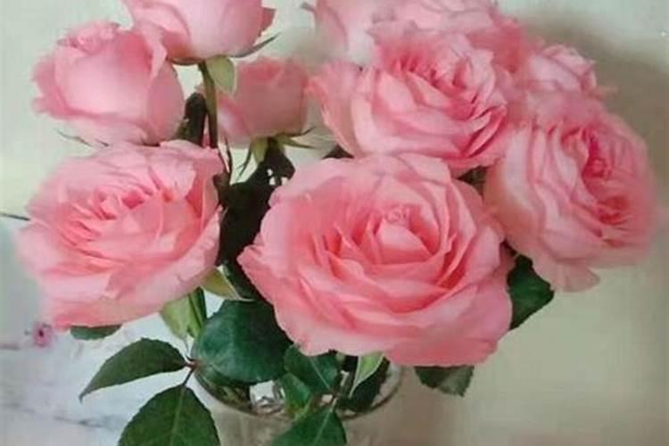 玫瑰施肥方法,用什么肥好