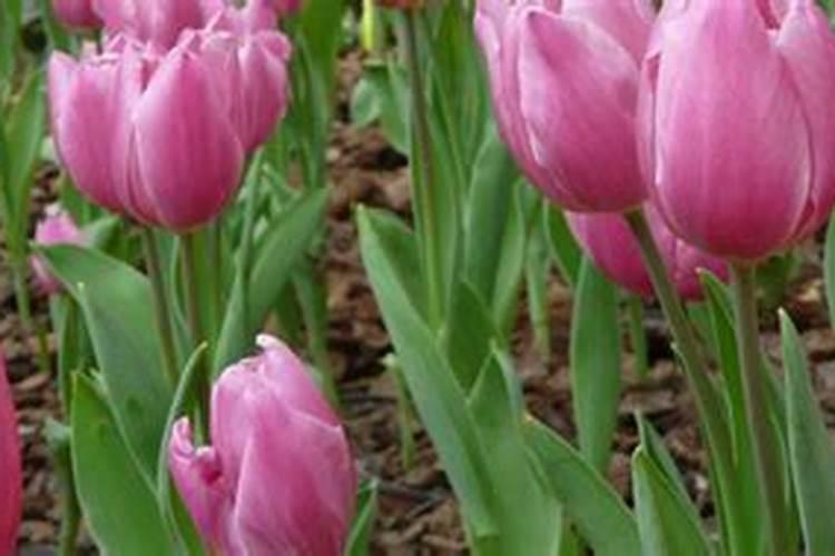 养花用的有机肥有那些