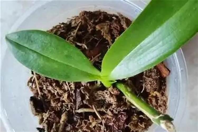 蝴蝶兰施肥的正确方法