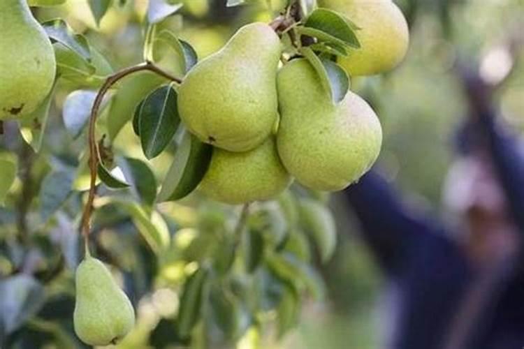 梨树的施肥有哪些方法？