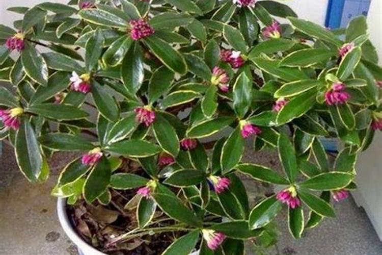 瑞香施什么肥料