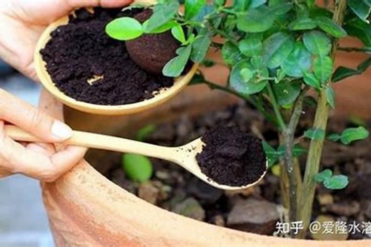 家庭如何自制花肥？6招废物利用教你轻松搞定!比买的花肥还有用!