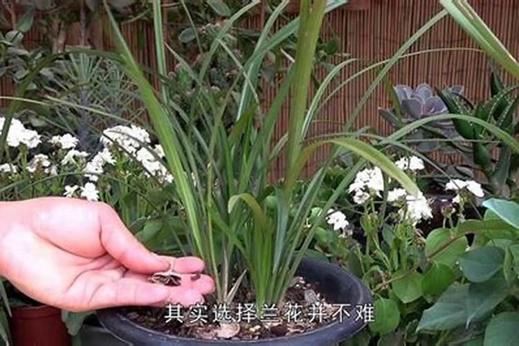 食用盐的股票有哪些？