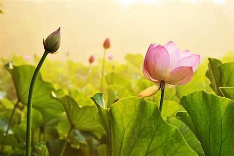 盐湖钾肥的股票代码(基石投资者)