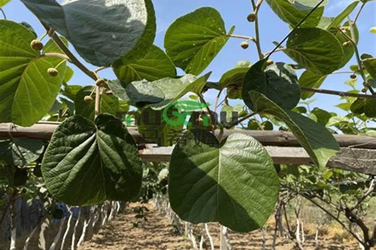 猕猴桃幼苗期怎样施肥？