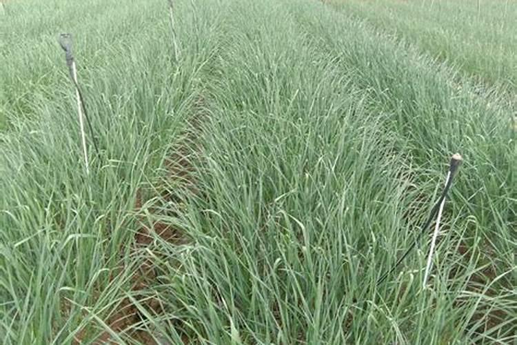 大蒜苗期用什么叶面肥