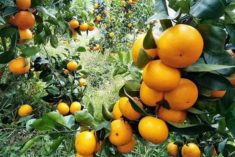 荔枝施什么肥料最好