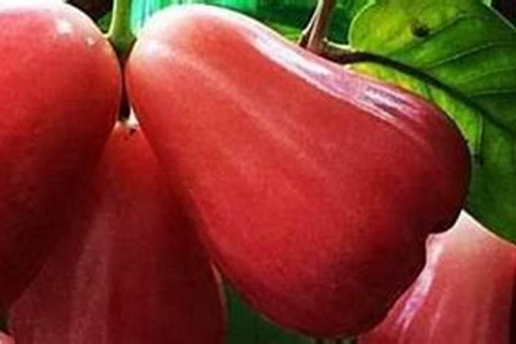 莲雾应该怎么施用水溶肥