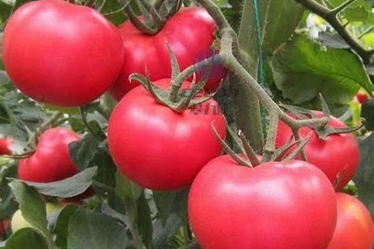 沃柑尿素肥加什么能追红