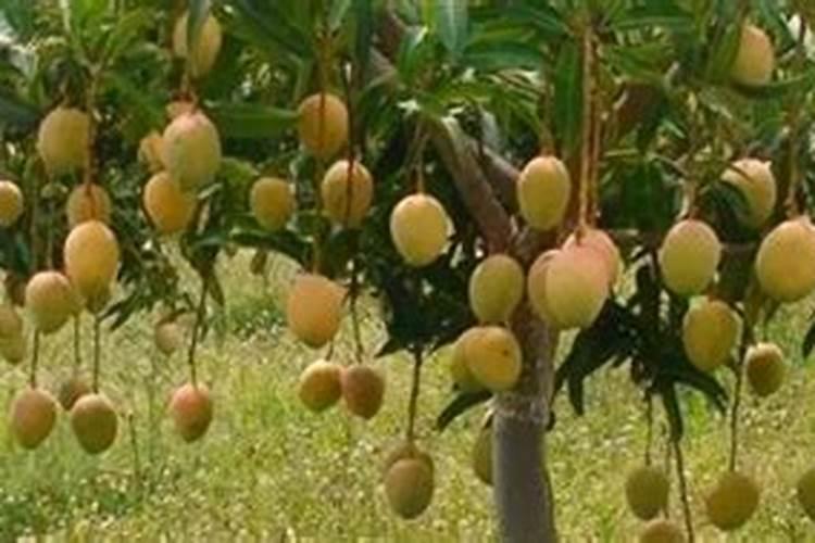 芒果树用什么肥料最好？黑老虎芒果生态种植方案!