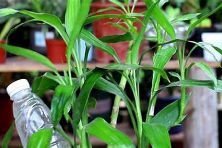 怎样让富贵竹长得快