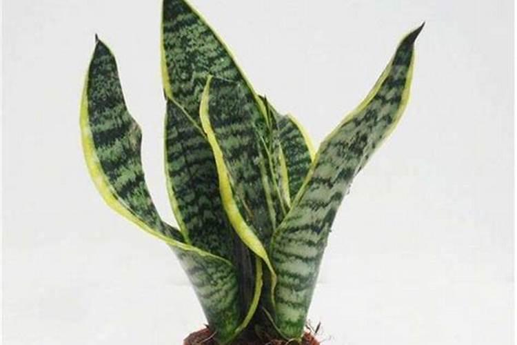 玉米苗可以移栽吗