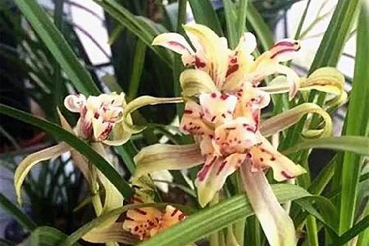 兰花有花蕾可以施肥吗,兰花施肥的六大注意事项