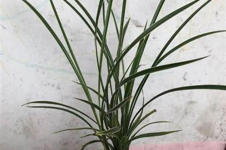 新入盆的兰花怎么浇水