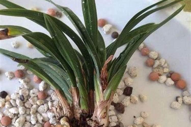 刚移植兰花怎么时候下肥
