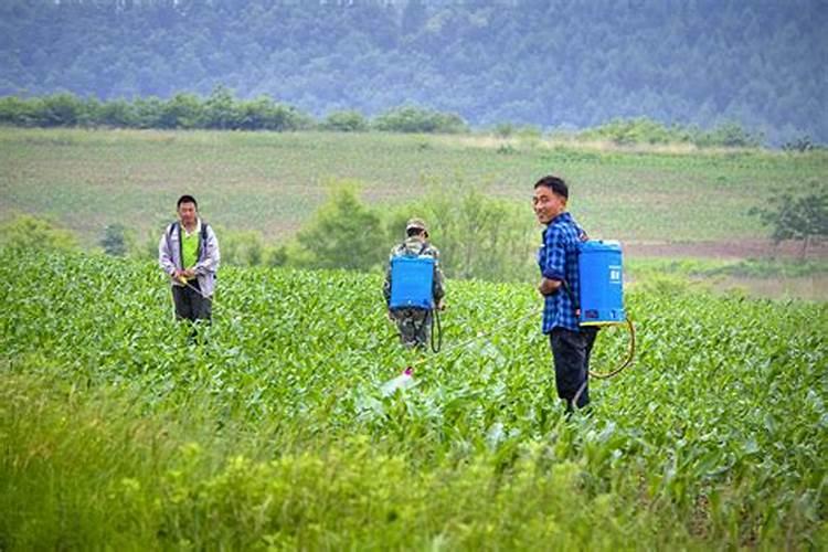 在花生的种植过程中,应该怎样施底肥能够又高效又高产？