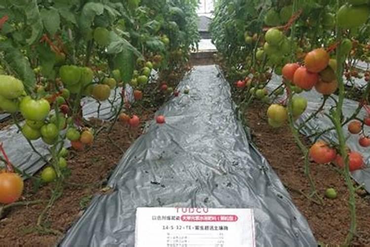 越冬大棚番茄栽培底肥用啥肥比较好？