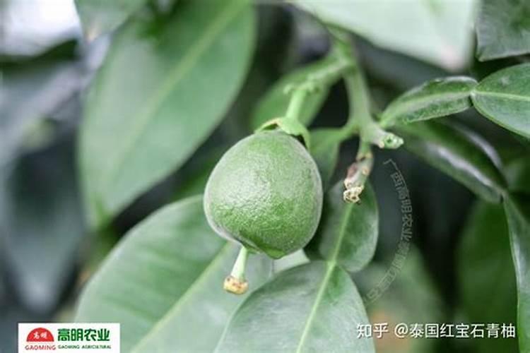 泰国青柚的种植技术