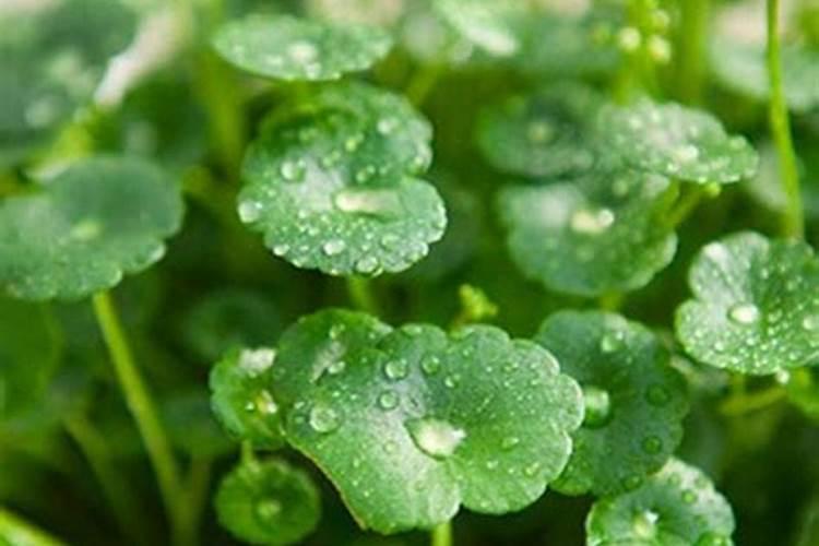 铜钱草怎么养才长得好