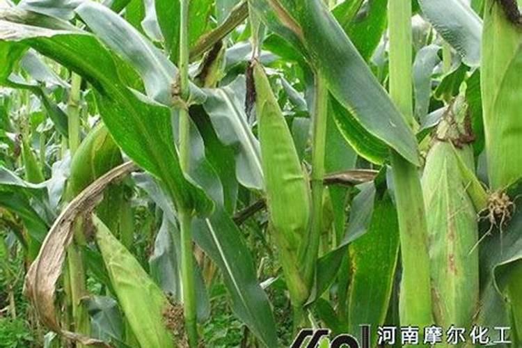 红菜苔的养殖方法