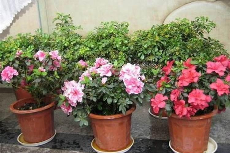 杜鹃花开花期要施肥吗？